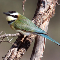 White-throated Bee-eater